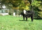 Templeton Farm cows in the fall