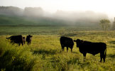 Templeton Farm cows on a summer morning