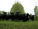 Templeton Farm cows in the summer