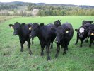 Templeton Farm cows in the summer